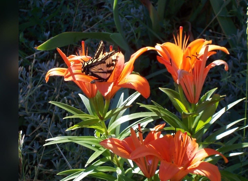Swallowtail on the tiger lilies