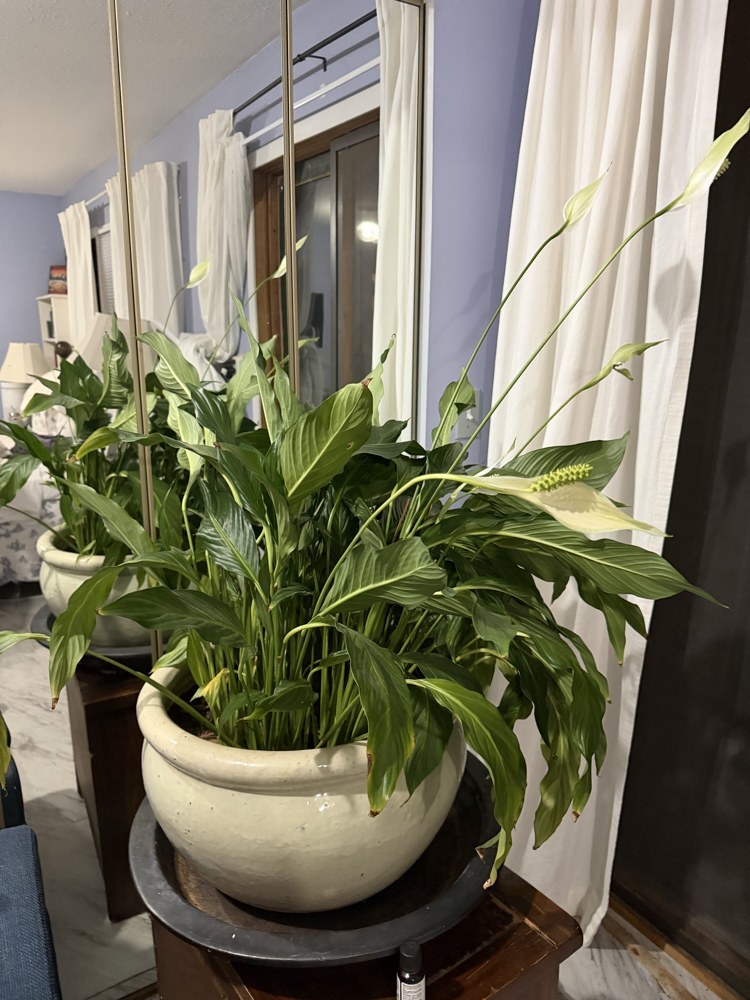Peace lily in full bloom
